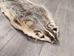North American Badger Skin: Trading Post Grade: Gallery Item - 52-TP-A-G4850 (9UL22)