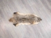 North American Badger Skin: Trading Post Grade: Gallery Item - 52-TP-A-G4850 (Y2EWR)