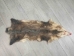 Longer North American Opossum Skin: Gallery Item - 527-G4668 (Y1KWR)