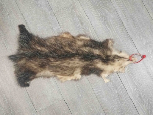 Longer North American Opossum Skin: Gallery Item 