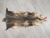 Longer North American Opossum Skin: Gallery Item - 527-G4670 (Y1G)