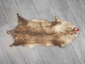 Longer North American Opossum Skin: Gallery Item 