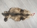 Longer North American Opossum Skin: Gallery Item - 527-G4674 (Y1G)