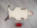 Longer North American Opossum Skin: Gallery Item - 527-G4675 (Y1KWR)