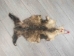 Longer North American Opossum Skin: Gallery Item - 527-G4675 (Y1KWR)
