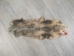 Longer North American Opossum Skin: Gallery Item - 527-G4677 (Y1KWR)