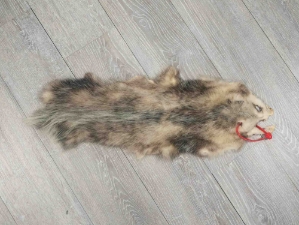 Longer North American Opossum Skin: Gallery Item 
