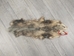 Longer North American Opossum Skin: Gallery Item - 527-G4677 (Y1G)