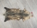 Longer North American Opossum Skin: Gallery Item - 527-G4678 (Y1G)
