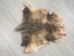 Wider North American Opossum Skin: Gallery Item - 527-G4679 (Y1KWR)