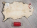 Wider North American Opossum Skin: Gallery Item - 527-G4680 (Y1KWR)