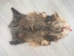 Wider North American Opossum Skin: Gallery Item - 527-G4680 (Y1KWR)
