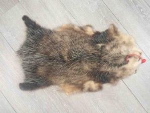 Wider North American Opossum Skin: Gallery Item 
