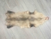 Big North American Opossum Skin: Gallery Item - 527-G4681 (Y1K)