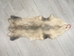 Big North American Opossum Skin: Gallery Item - 527-G4681 (9UZ)