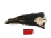 Skunk Skin without Tail: Gallery Item - 54-G6561 (Y1KWR)
