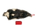 Skunk Skin without Tail: Gallery Item - 54-G6563 (Y1K)