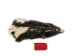 Skunk Skin without Tail: Gallery Item - 54-G6564 (Y1KWR)
