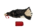 Skunk Skin without Tail: Gallery Item - 54-G6568 (Y1KWR)