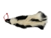 Skunk Skin without Tail: Gallery Item - 54-G6568 (Y1KWR)