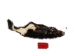 Skunk Skin with Tail: Gallery Item - 54-G6576 (Y1KWR)