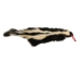 Skunk Skin with Tail: Gallery Item - 54-G6576 (Y1KWR)