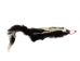 Skunk Skin with Tail: Gallery Item - 54-G6578 (Y1KWR)