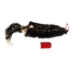 Skunk Skin with Tail: Gallery Item - 54-G6579 (Y1KWR)