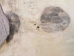 Goat Rawhide Skin: Small: Gallery Item - 55-50S-G4725 (Y2JRK)