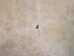 Goat Rawhide Skin: Small: Gallery Item - 55-50S-G4726 (Y2JRP)