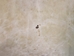 Goat Rawhide Skin: Small: Gallery Item - 55-50S-G4726 (Y2H)