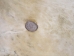 Goat Rawhide Skin: Small: Gallery Item - 55-50S-G4726 (Y2JRP)
