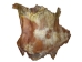 Horse Rawhide: Gallery Item - 55-90-R-G8507 (Y2JXX)