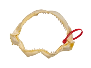 Bull Shark Jaw 9.5": Gallery Item 
