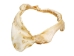 Bull Shark Jaw 10": Gallery Item  - 561-J16-09-G4768 (Y3KRF)
