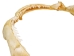 Bull Shark Jaw 10": Gallery Item  - 561-J16-09-G4768 (Y3KRF)