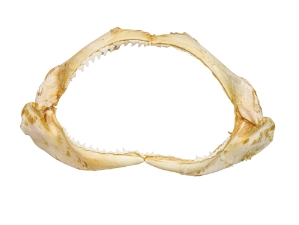 Bull Shark Jaw 10": Gallery Item  