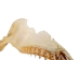 Mako Shark Jaw 17": Gallery Item - 561-J17-G4505 (Y1K)
