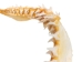 Mako Shark Jaw 17": Gallery Item - 561-J17-G4505 (Y1K)