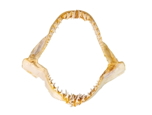 Mako Shark Jaw 17": Gallery Item 