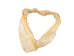 Mako Shark Jaw 18": Gallery Item - 561-J17-G4506 (Y1K)