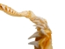 Mako Shark Jaw 18": Gallery Item - 561-J17-G4506 (Y1K)