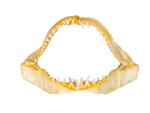 Mako Shark Jaw 18": Gallery Item 
