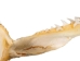 Mako Shark Jaw 18": Gallery Item - 561-J17-G4507 (Y1K)