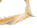 Mako Shark Jaw 18": Gallery Item - 561-J17-G4507 (Y1K)