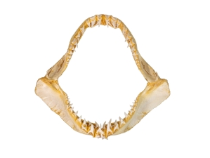 Mako Shark Jaw 18": Gallery Item 
