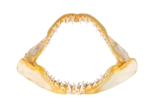 Mako Shark Jaw 21": Gallery Item 