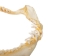 Mako Shark Jaw 14": Gallery Item - 561-J17-G4579 (Y1K)
