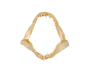 Mako Shark Jaw 14": Gallery Item 