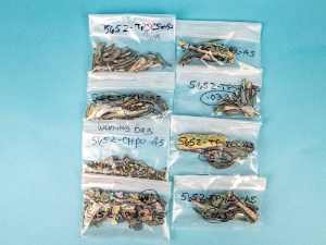 1 LOT of Paua Shell: Gallery Item 
